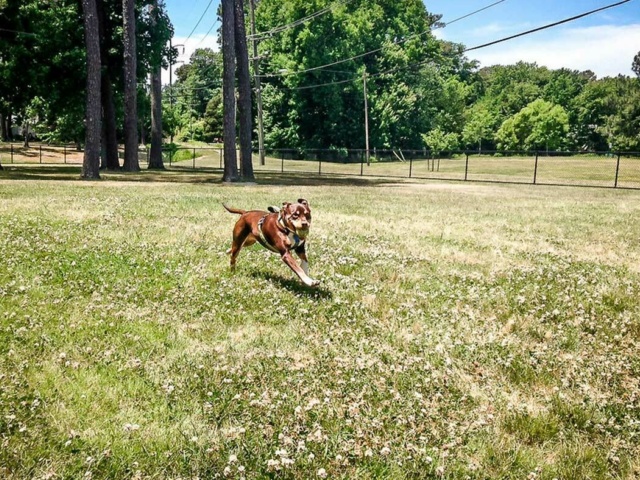 Bayville Farms Gallery Dog Park