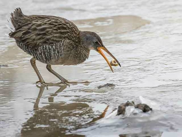 Wildlife action bird eating barbara houston