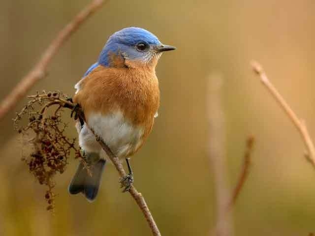 Wildlife portrait of bird corby amos