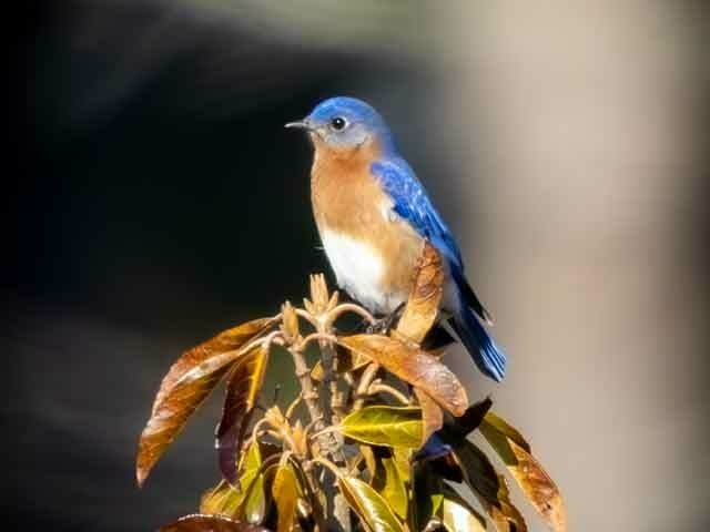 Caydence photo of bird