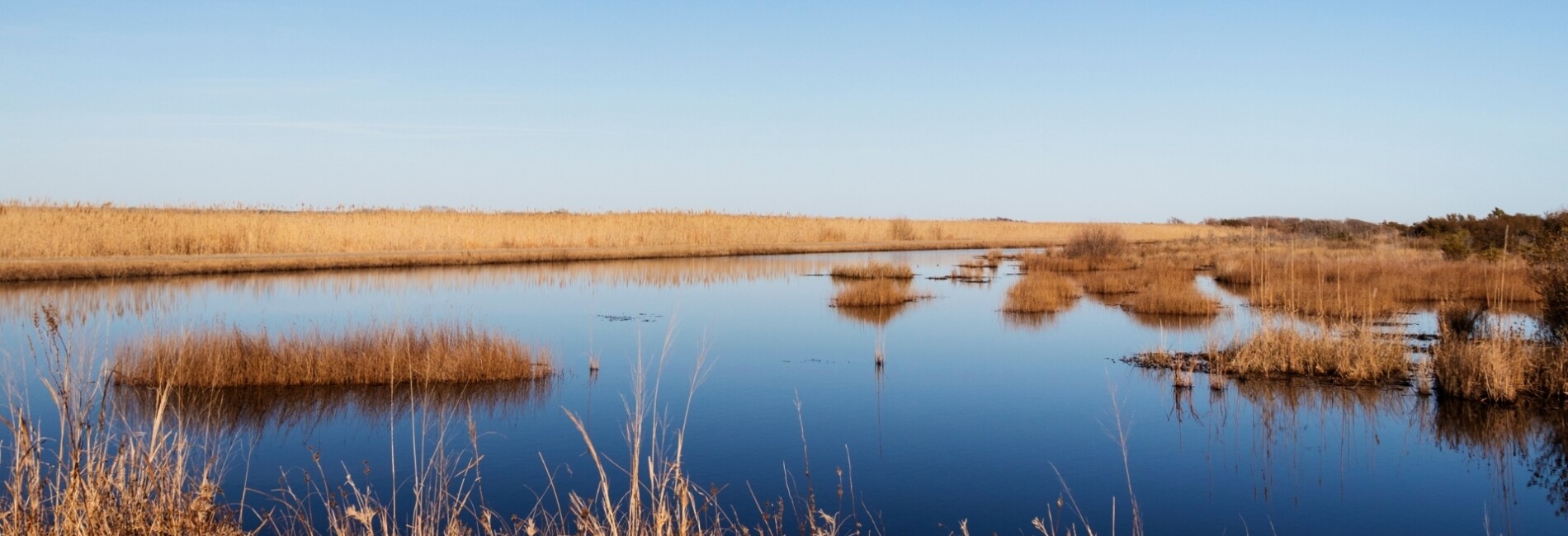 Wetlands with grass water and open sky
