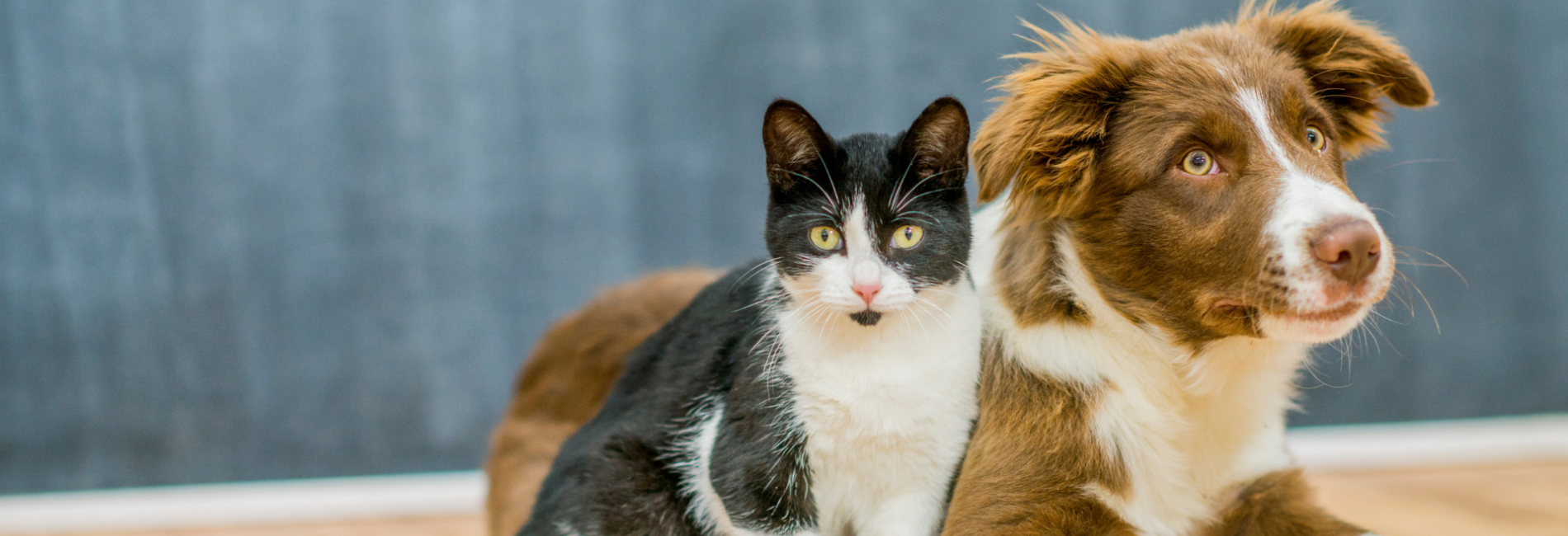 Black and white cat and brown and white dog
