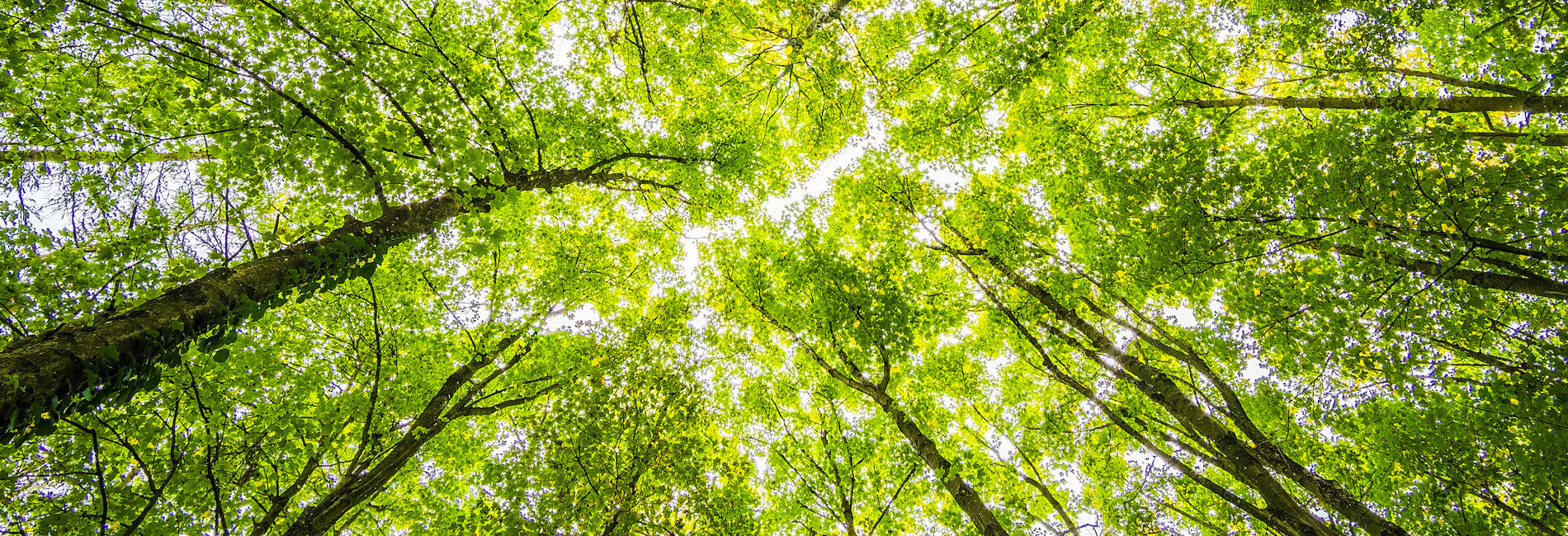 Upward View of Trees