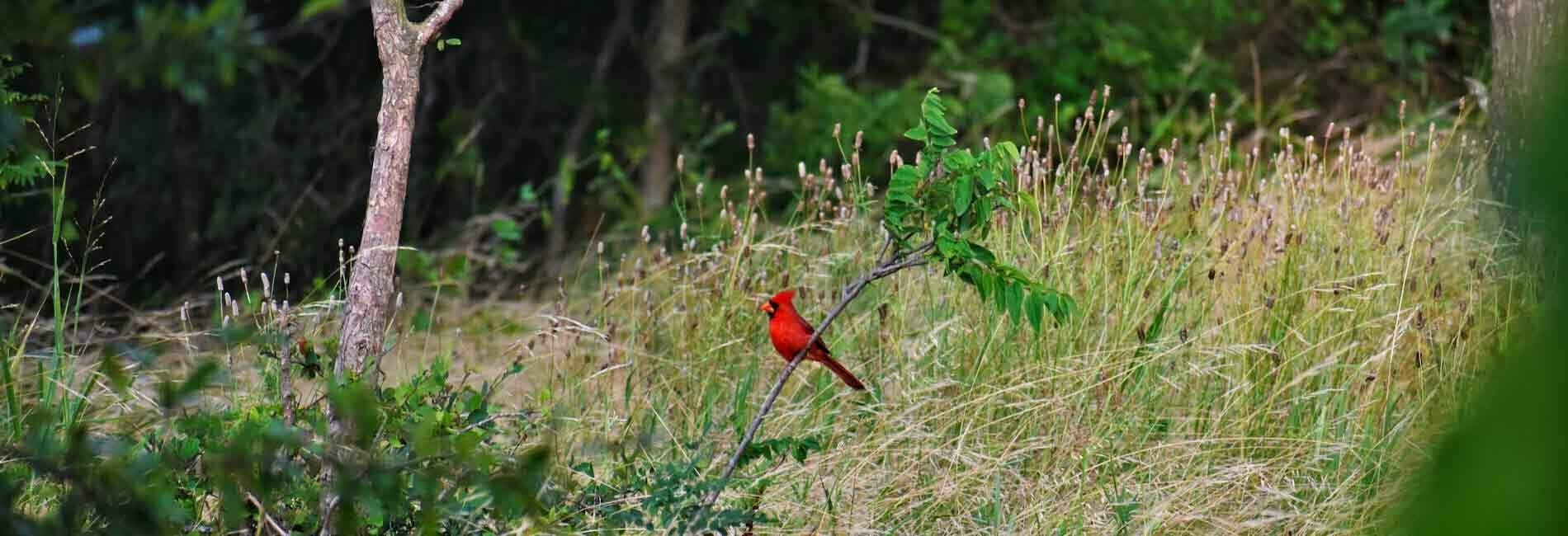 Cardinal on a Tree Branch