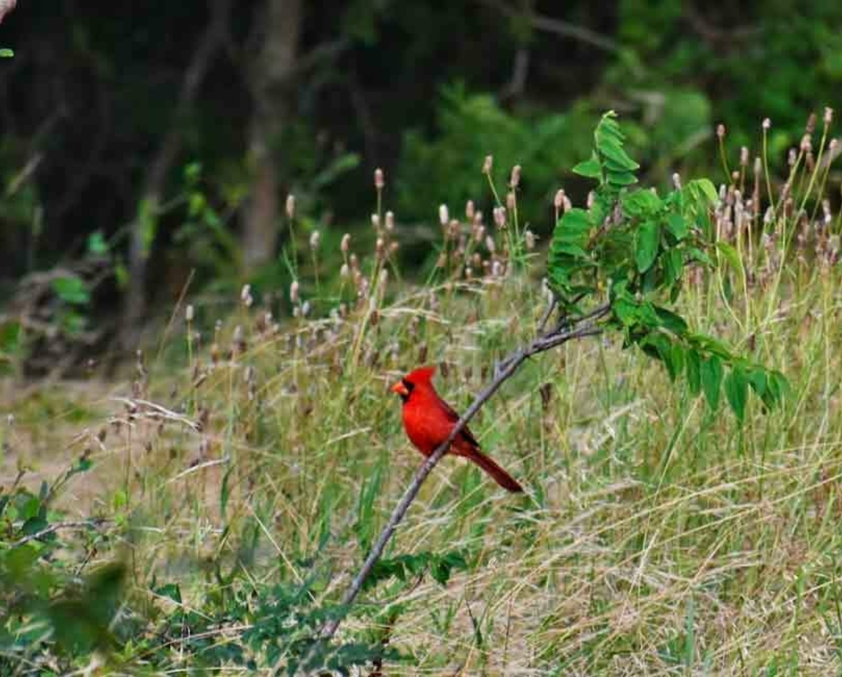 Cardinal on a Tree Branch
